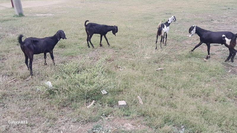 QURBANI BAKRA FOR SALE PER KG 1600 2