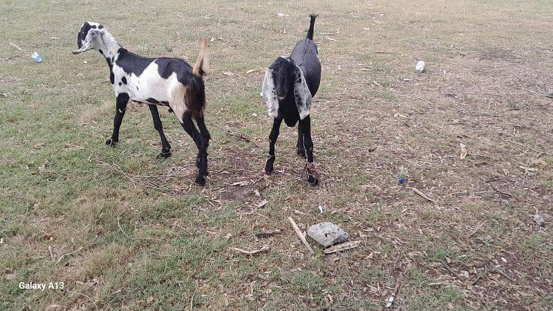 QURBANI BAKRA FOR SALE PER KG 1600 4