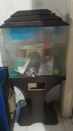 Fish Aquarium