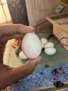 White Sebright Fertile Eggs
