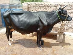 frezon cross cow