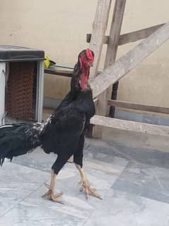 aseel shamo pair