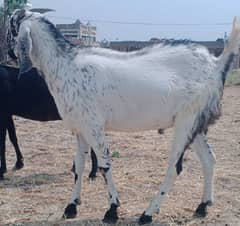 qurbani