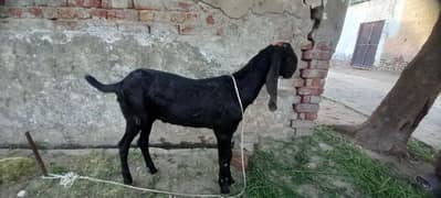 bakray for sale