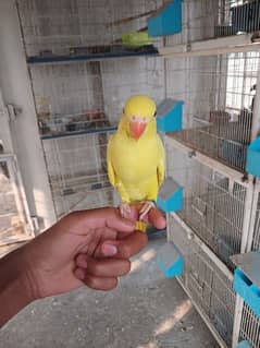 Yellow parrot