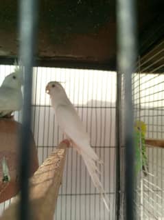 Budgies 2 pair + Eno red eye male.