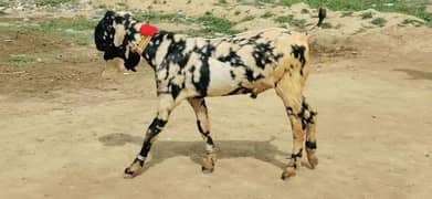 Bakra for sale