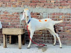 Sindi or Desi bakre ka Pair