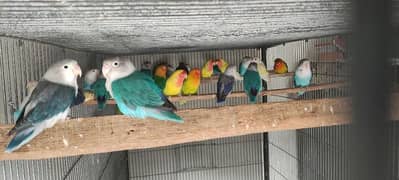 Lovebirds