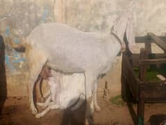Goat with 2 child