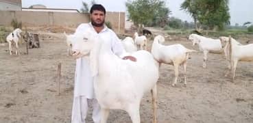 Desi Bakre Qurbani ke liye Urgent For Sale Call me