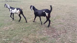 Bakra for Sale