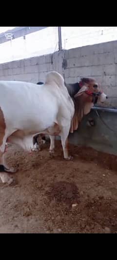 baray k janwar vip 2 dant
