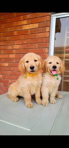 Pedigree Golden retriever Female puppy