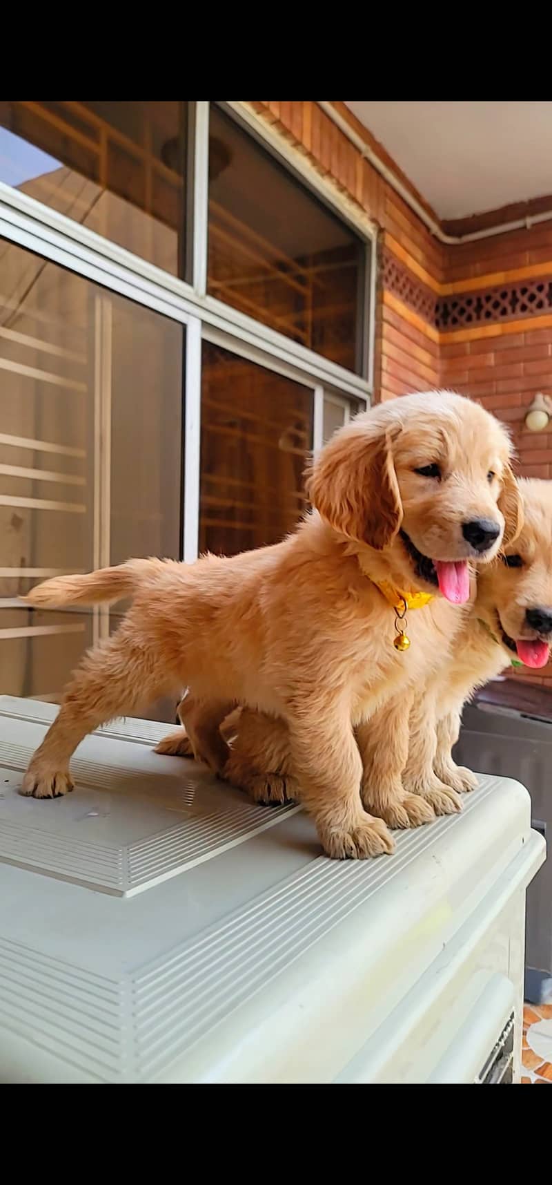Pedigree Golden retriever Female puppy 1