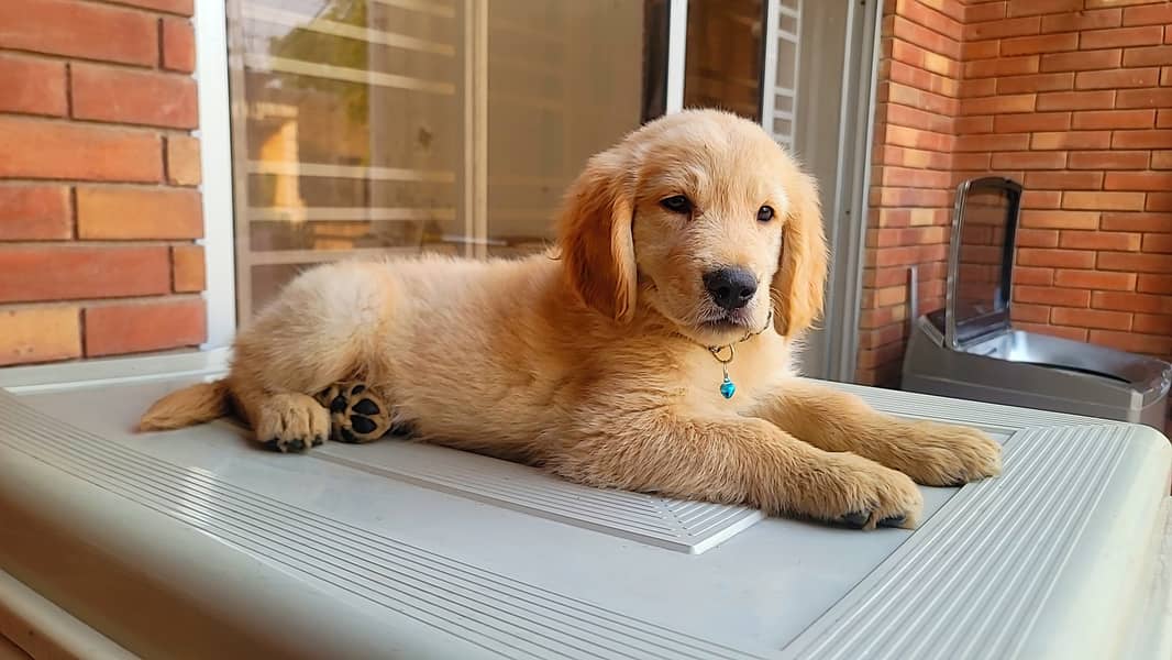 Pedigree Golden retriever Female puppy 2