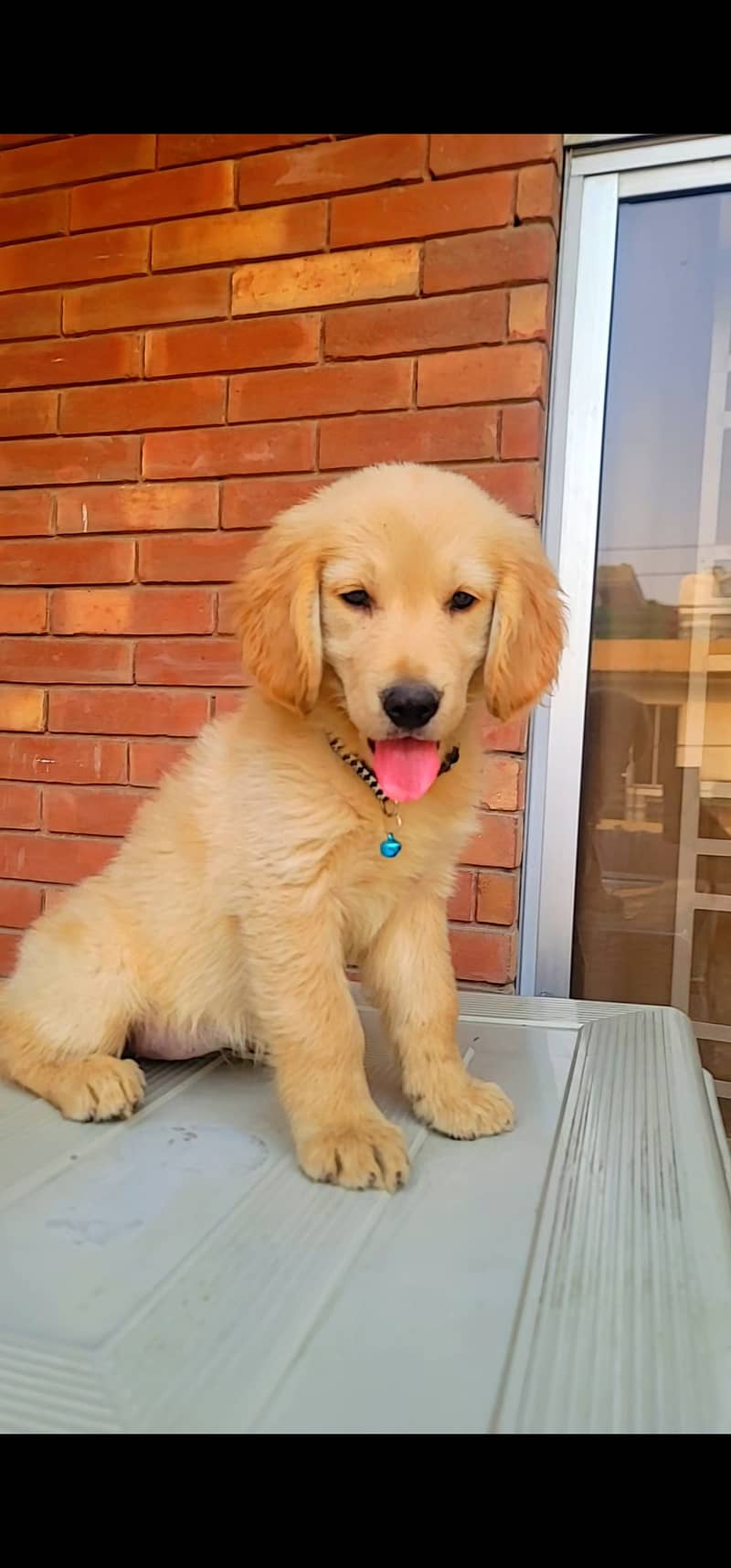 Pedigree Golden retriever Female puppy 3