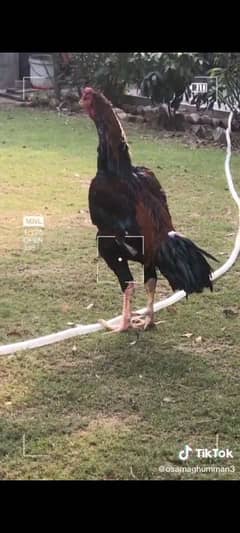 contact nmbr 3150780516 one eye shamo cross breder