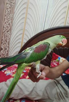 parrot