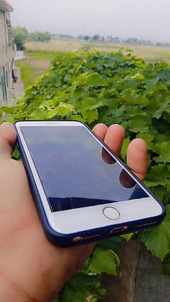 AoA Mary pass I phone 8 plus ha bilkol new