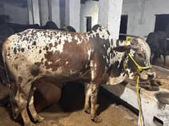 Cholistani bachra for sale