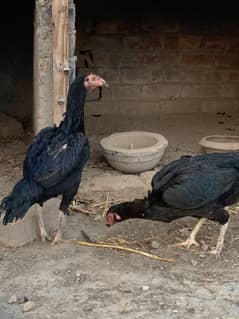 Pakistani and pakoi crose female