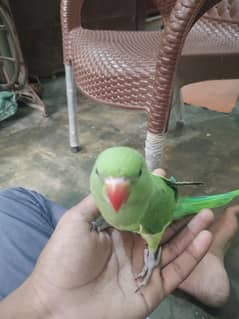 ringneck parrot pair approx self feed