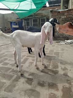 ghulabi male and ambersari female