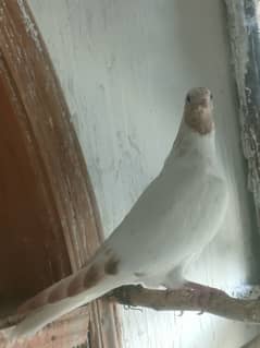 unasi