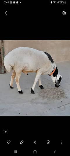 Turkey Dumba
