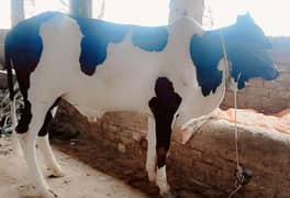 2 Dant /Bull/Qurbani 2025.