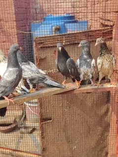 Baby pigeon for sale only 1500