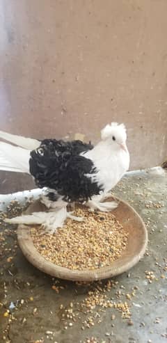 Vip big size ring bird