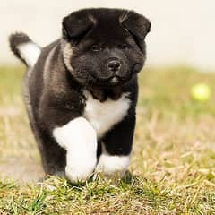 American akita puppies /American Breed