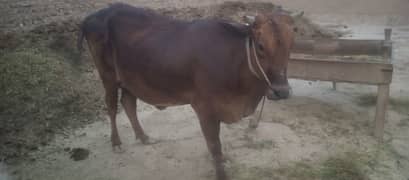 Cow sahiwal or valiety cross