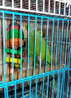Breeding Pair for sale