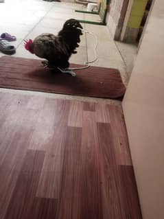 A beautiful cock