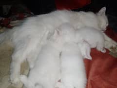 Persian cat  with kittens