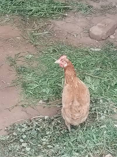 starter female hen