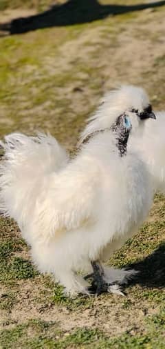 White silky blue ear five finger