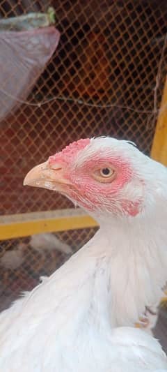 Heera