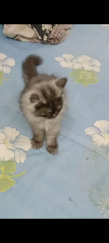gray smoky persion kitten triple coat 0