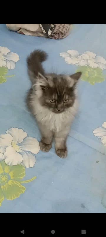 gray smoky persion kitten triple coat 1