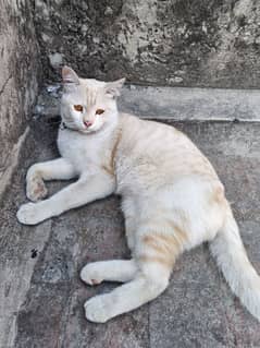 Cat for sale male