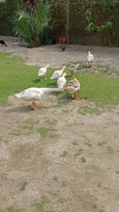 for sell ducks