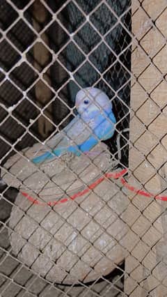 Australian Parrots for Sale
