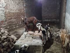 dasi