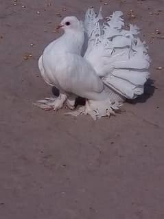 breader pair