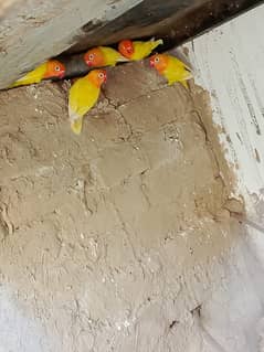 Love birds for sale
