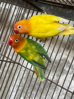 beautiful love birds